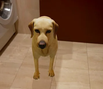 Anche in Italia gli animali 3D di Google